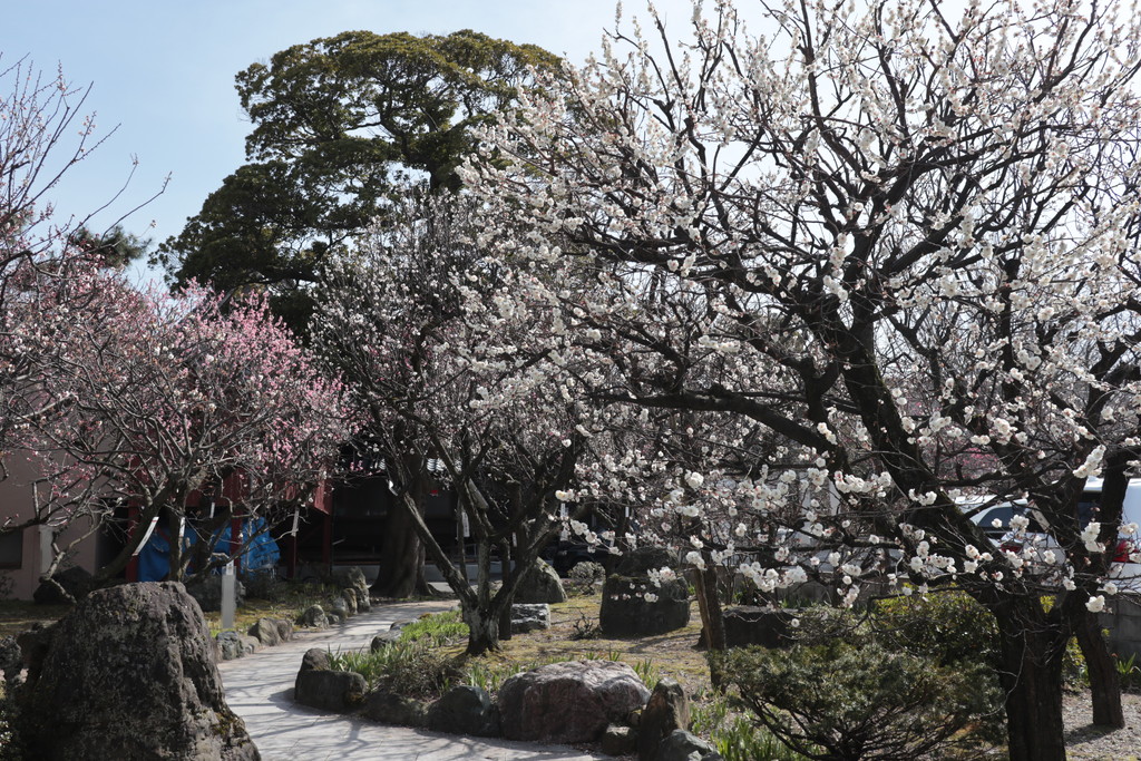 蒲原神社裏手の公園の梅の花