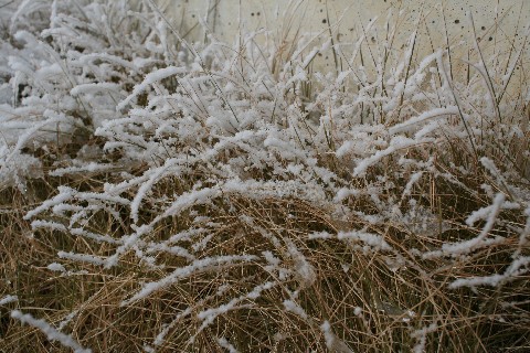 枯れた芝生がプチプチ樹氷っぽい